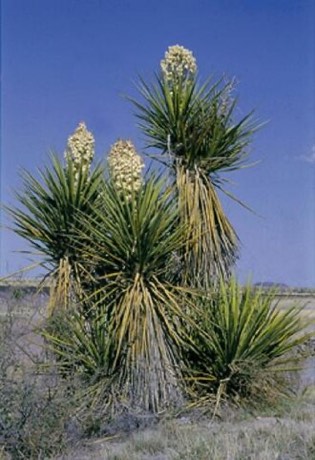 Torrey Yucca (Yucca torreyi)