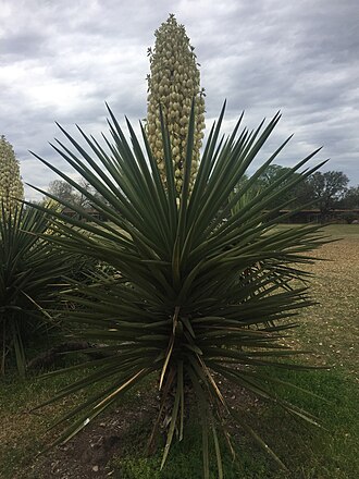 Spanish Dagger (Yucca treculeana)