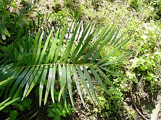 Coontie (Zamia integrifolia)