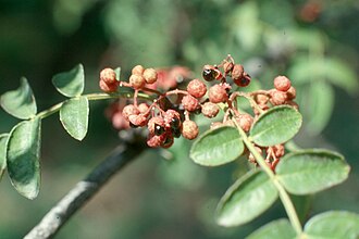 Common Prickly-ash (Zanthoxylum americanum)