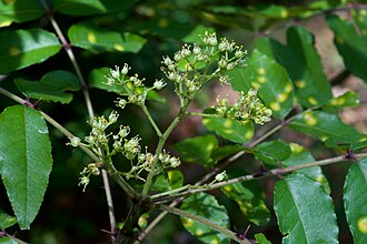 Hercules' Club (Zanthoxylum clava-herculis)