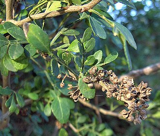 Lime Pricklyash (Zanthoxylum fagara)