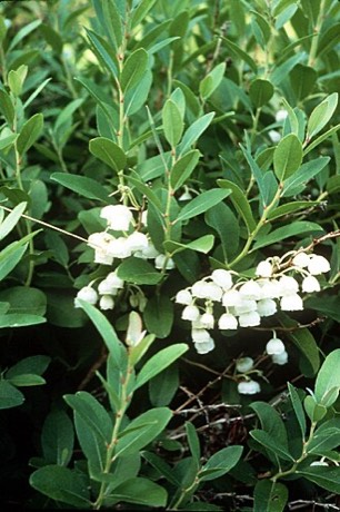 Honeycup (Zenobia pulverulenta)