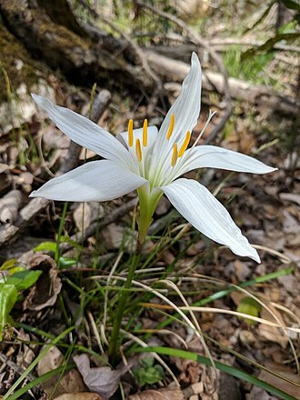 Atamasco Lily (Zephyranthes atamasca)