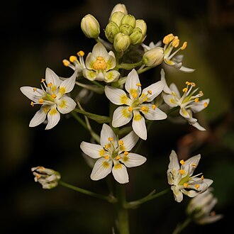 Fremont's Star Lily (Zigadenus fremontii)