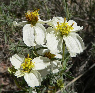 Desert Zinnia (Zinnia acerosa)