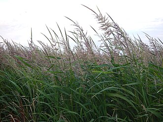 Annual Wild Rice (Zizania aquatica)