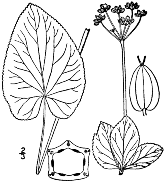 Heart-leaved Alexanders (Zizia aptera)