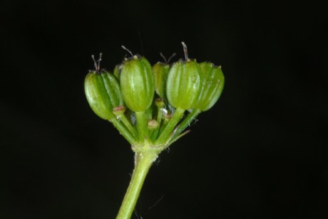 Golden Alexanders (Zizia aurea)